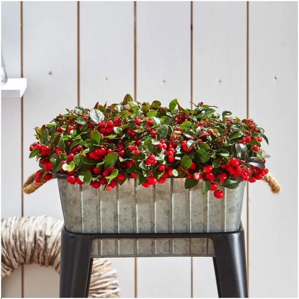 6x Wintergreen 'Big Berry'
