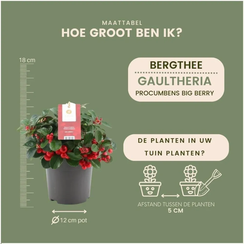 6x Wintergreen 'Big Berry'