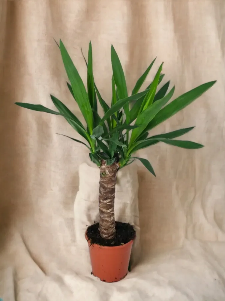 Yucca