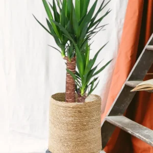 Yucca