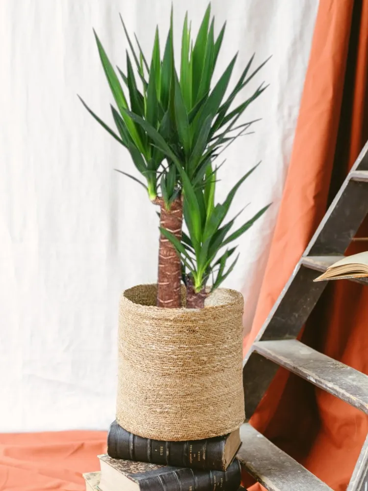 Yucca