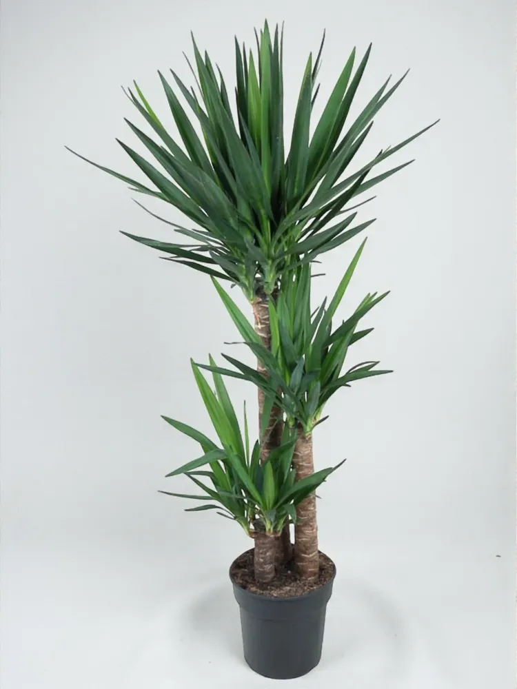 Yucca för elefantfot