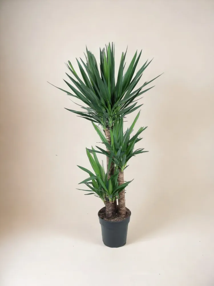 Yucca för elefantfot