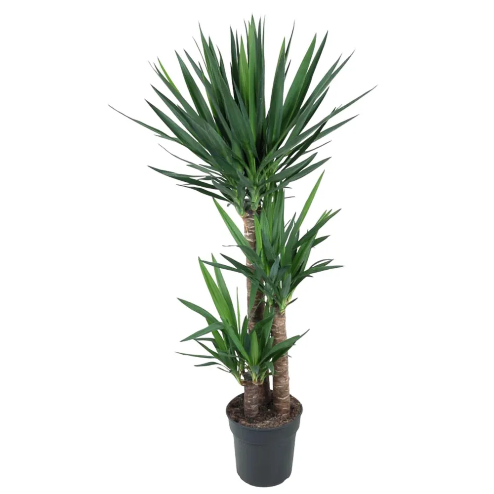 Yucca för elefantfot