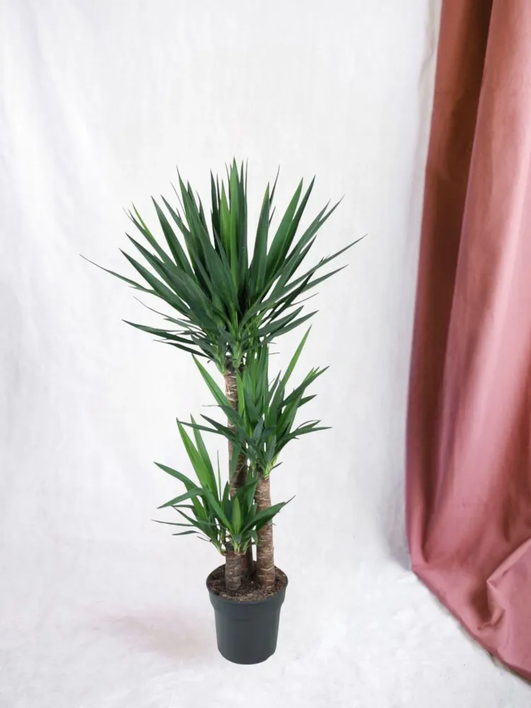 Yucca för elefantfot
