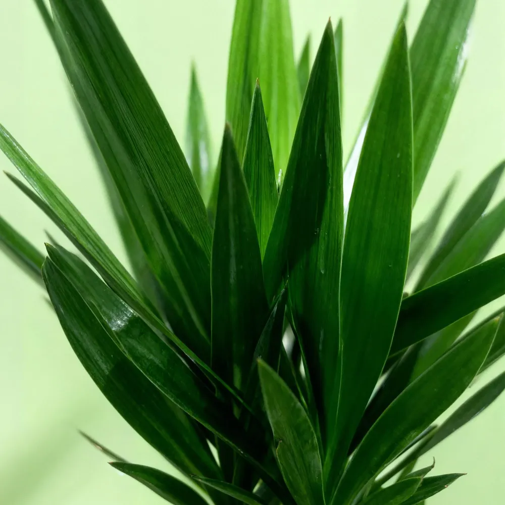 Yucca elephantipes