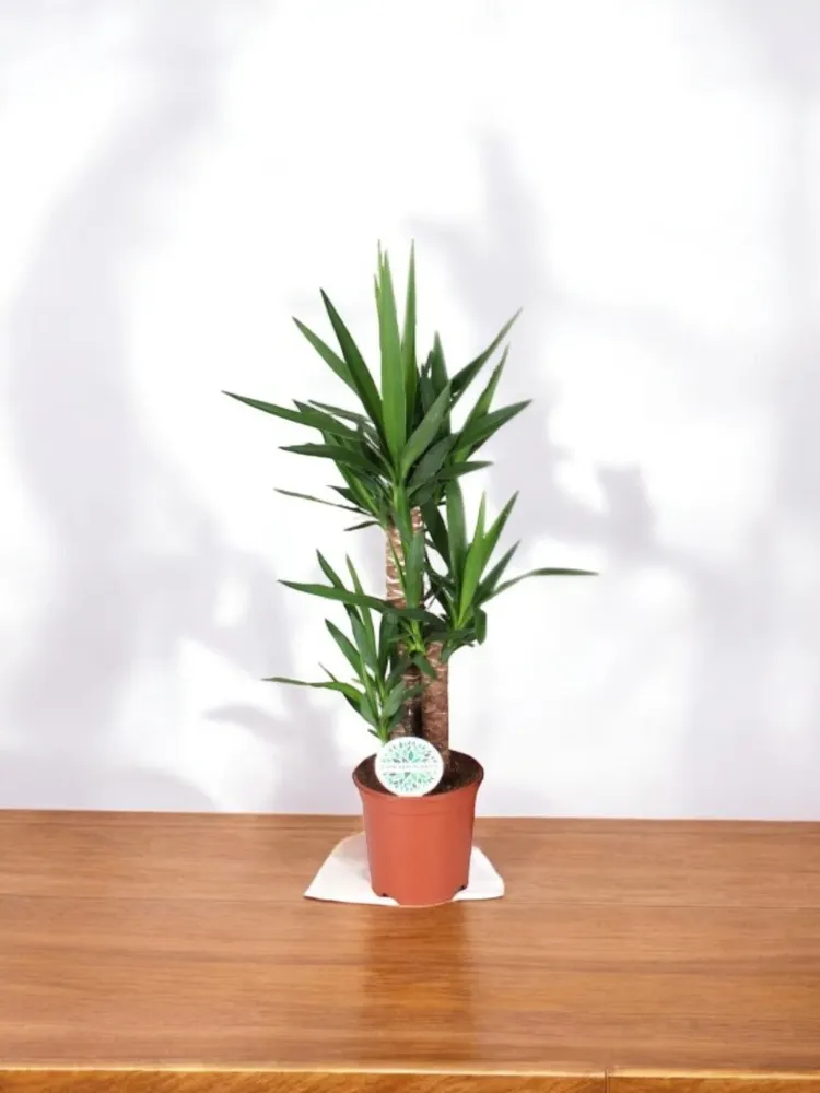 Yucca Elephantipes