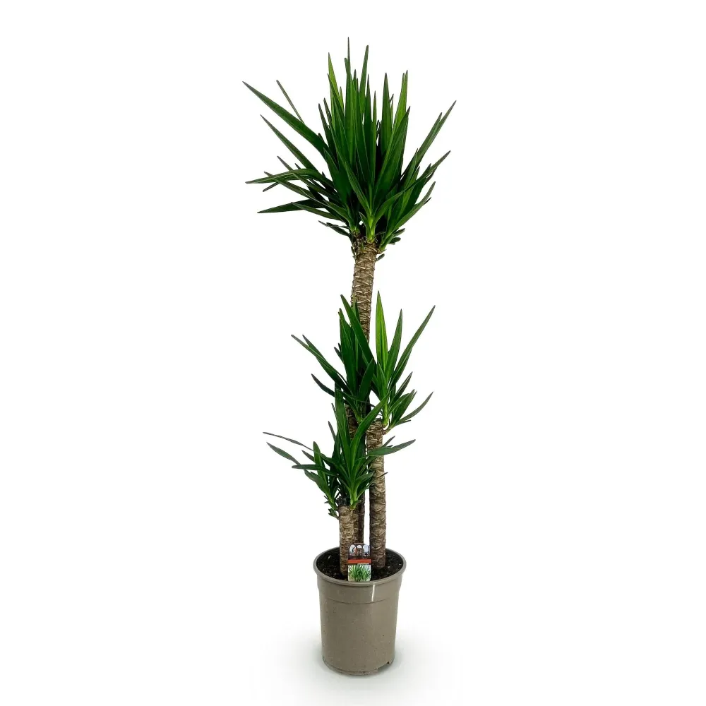 Yucca elephantips