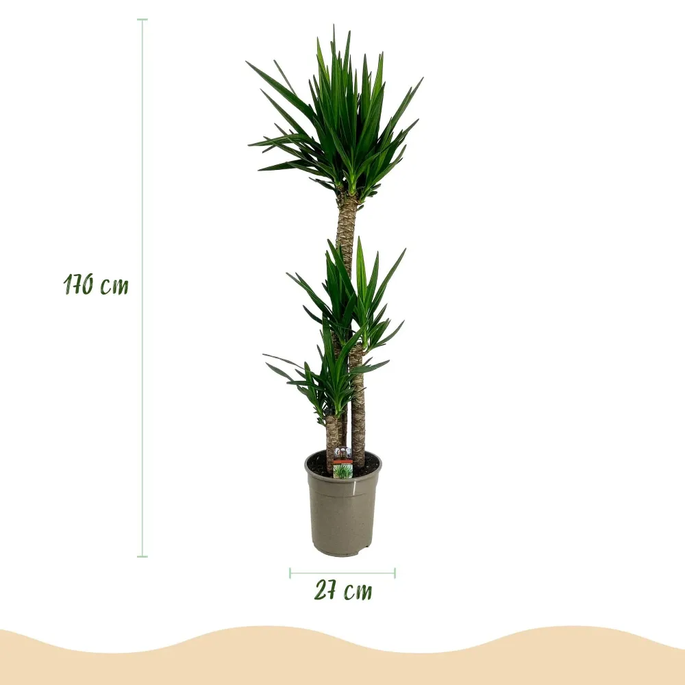 Yucca elephantips