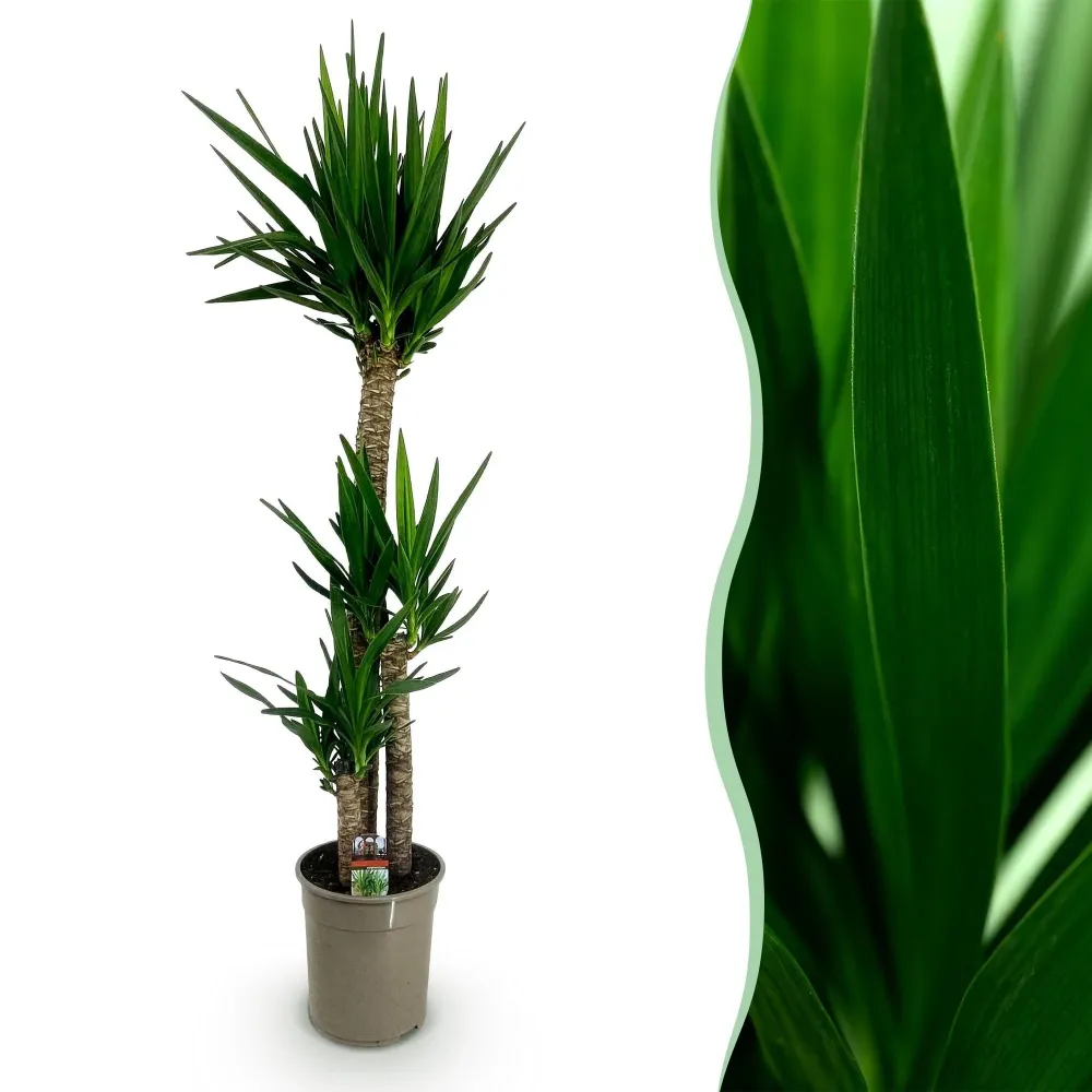 Yucca elephantips