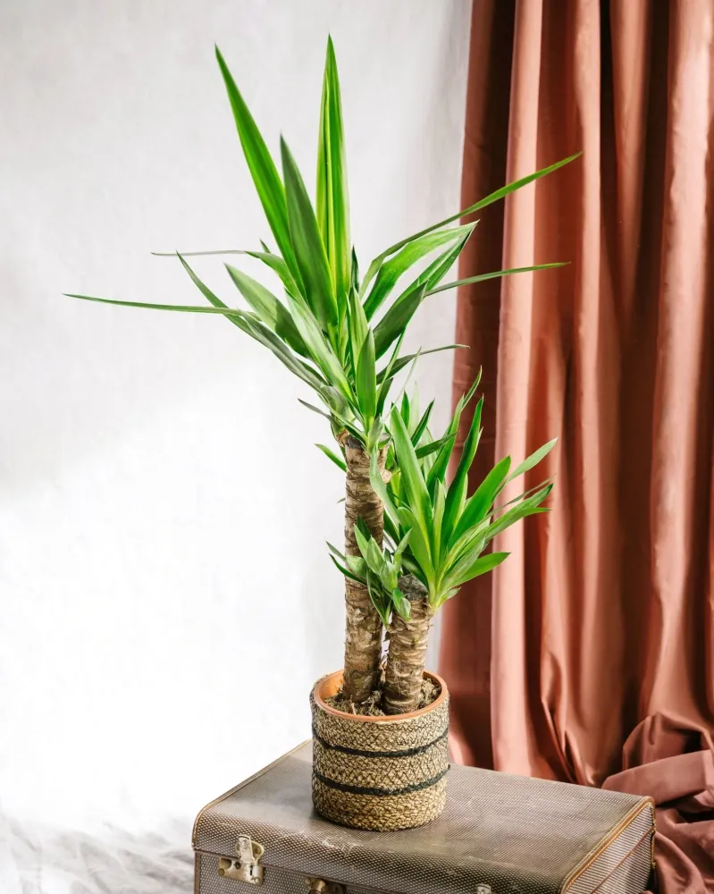 Yucca inomhus