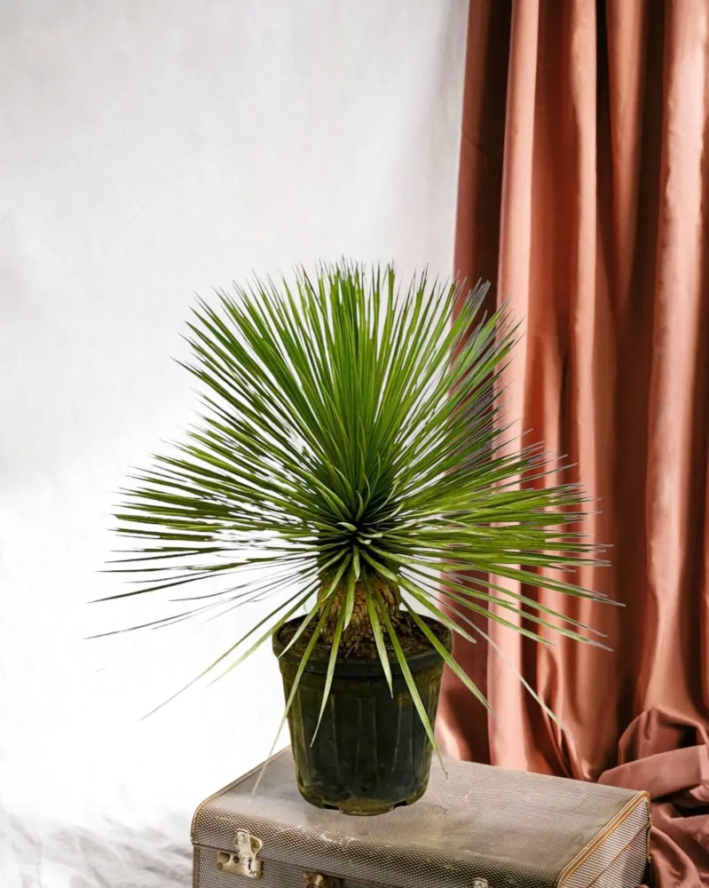 Yucca Rostrata