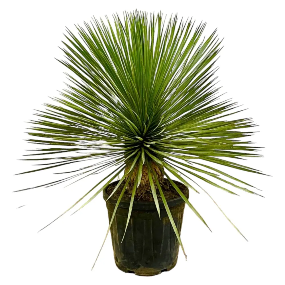 Yucca Rostrata