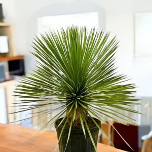 Yucca Rostrata