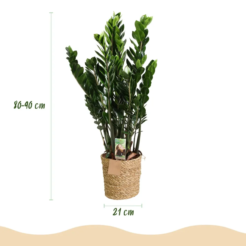 Zamioculcas ZZ med korg