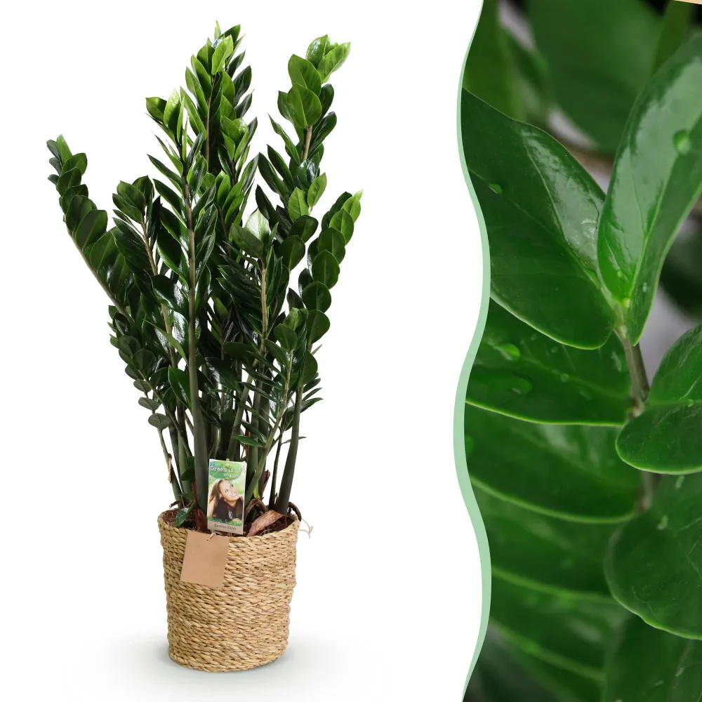 Zamioculcas ZZ med korg