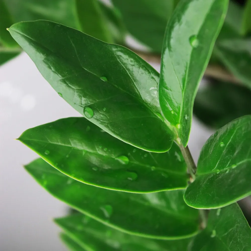 Zamioculcas ZZ med korg