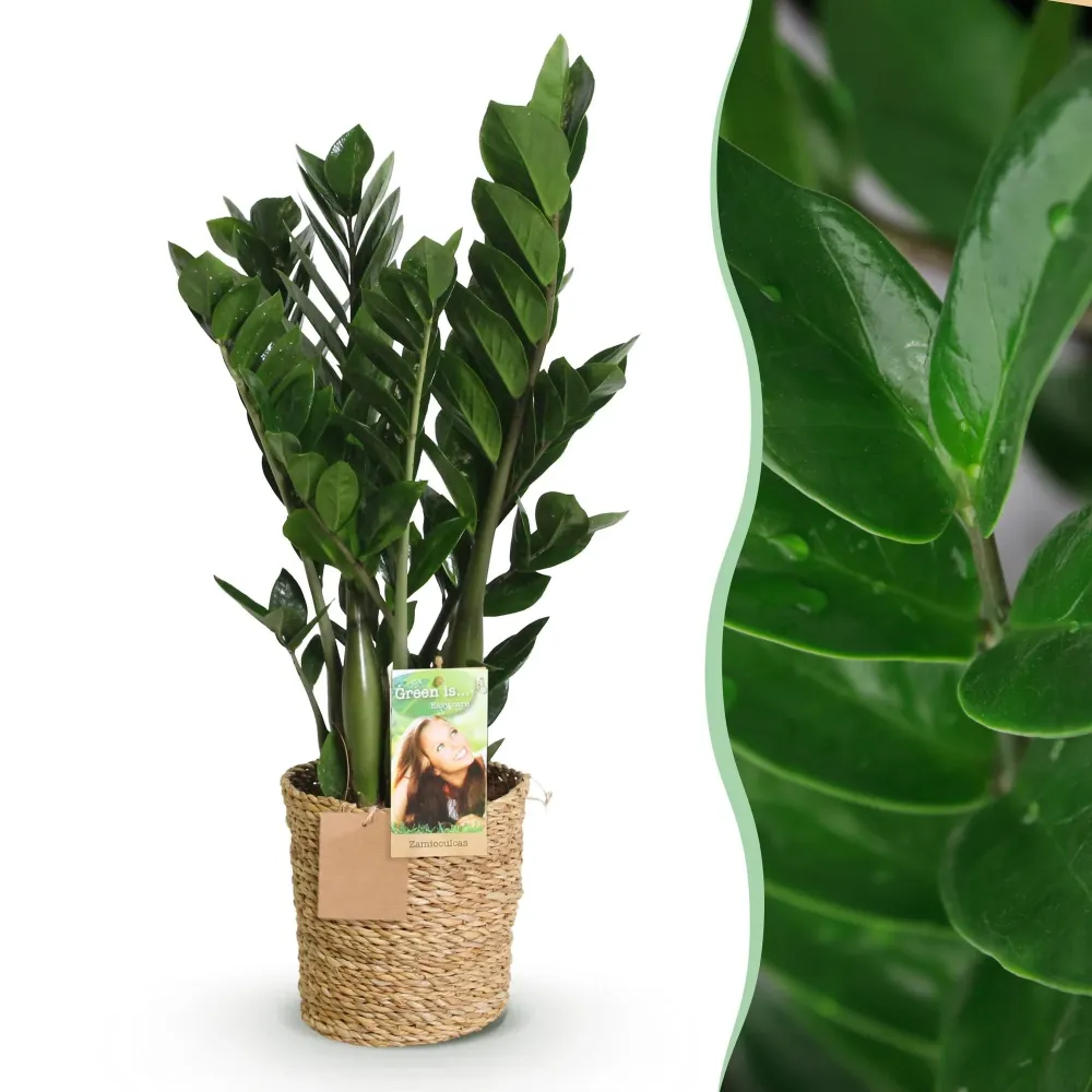 Zamioculcas och korg