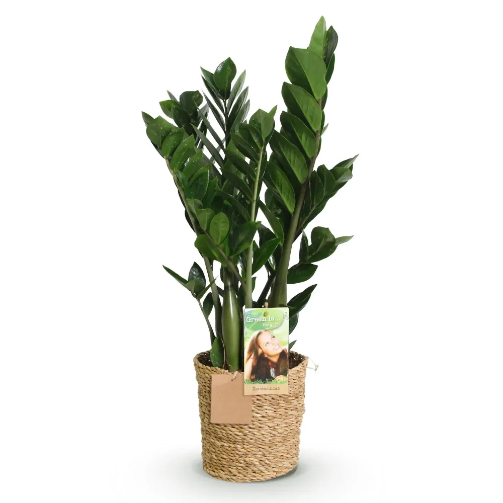 Zamioculcas och korg