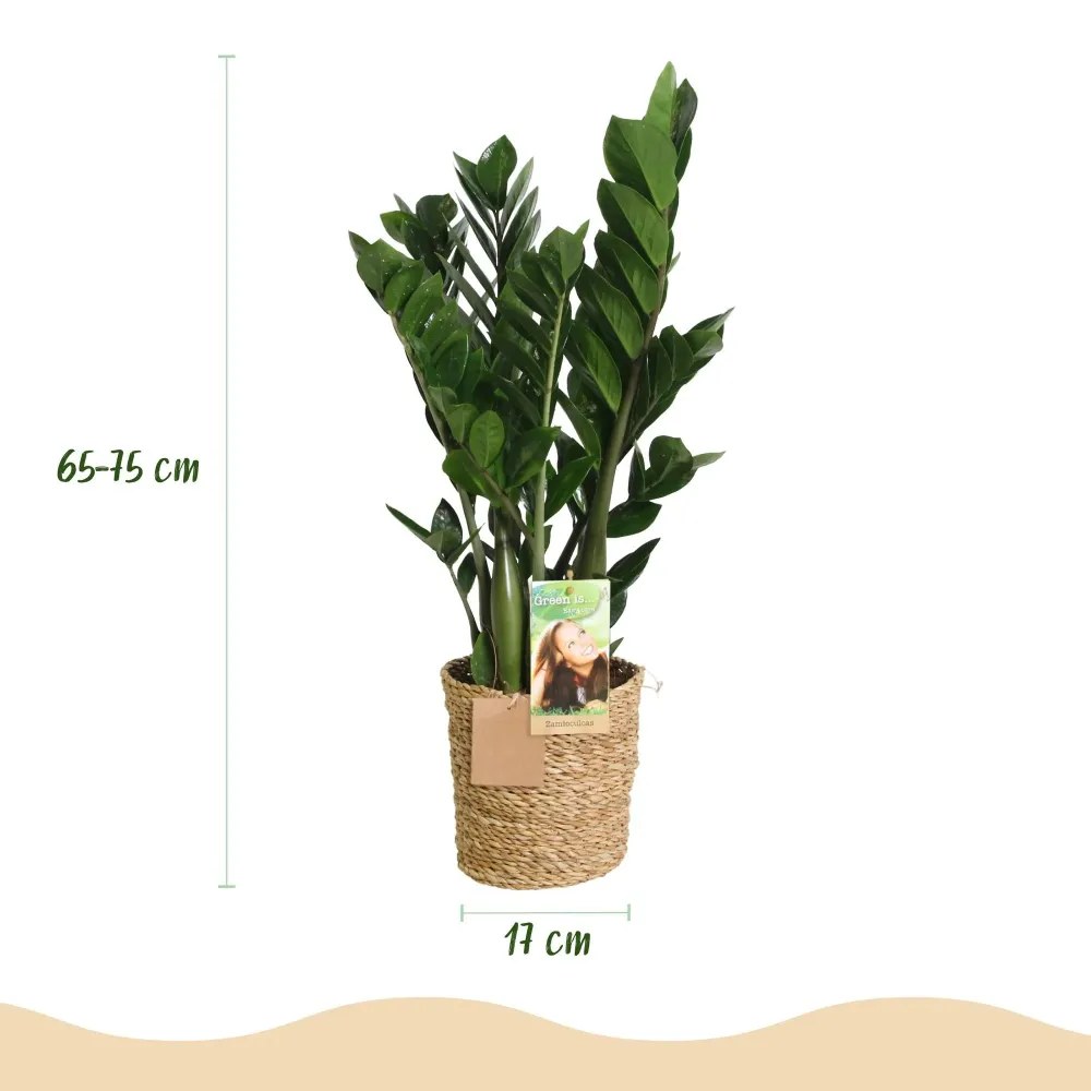 Zamioculcas och korg